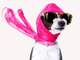 dog-sunglasses-scarf